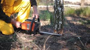 Best Tree Removal Services  in Zeigler, IL